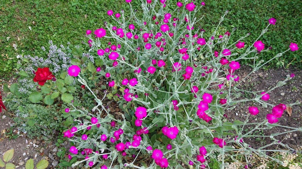 Penzion Mimi 布莱德 外观 照片